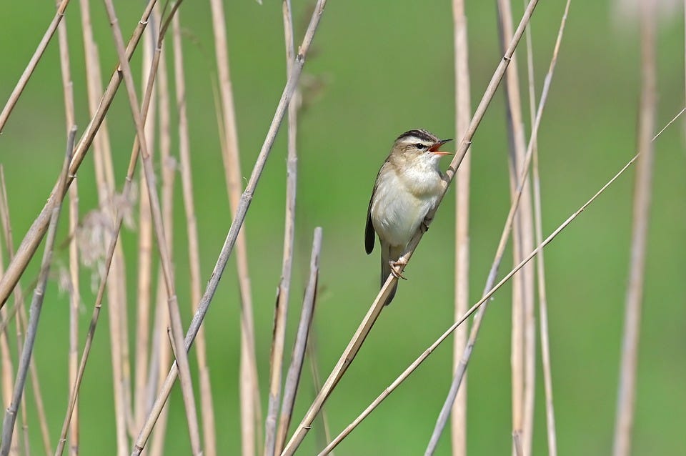 Sedge Warbler, Songbird, Tube Singer, Bird
