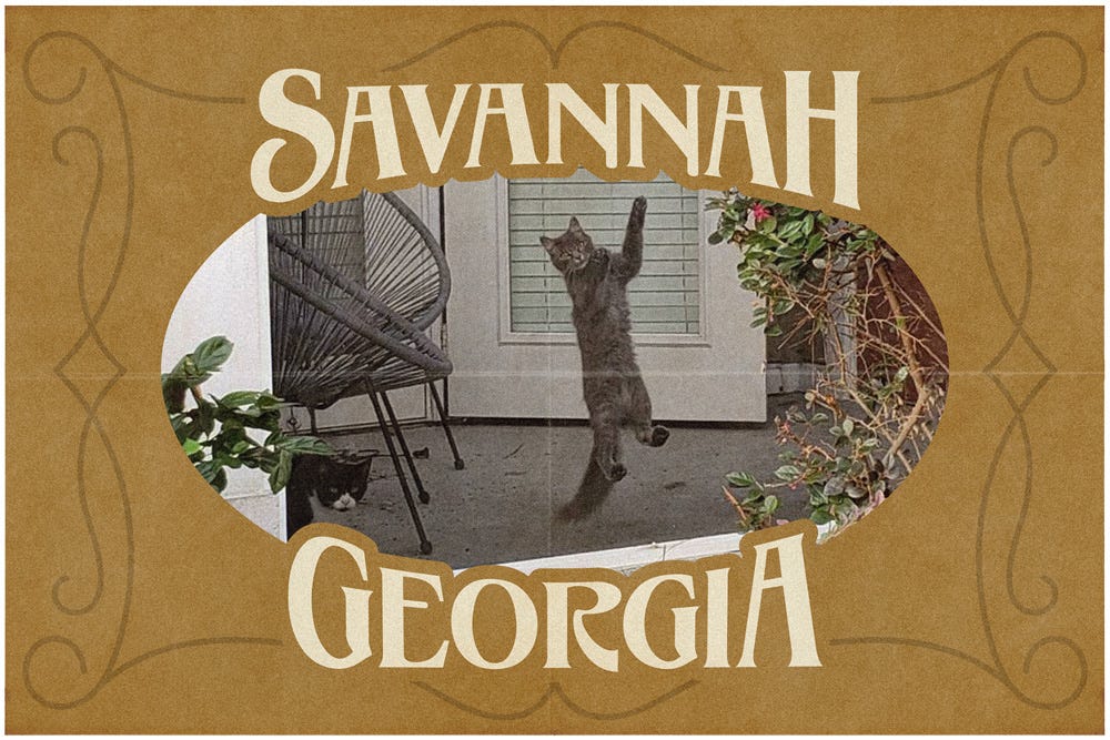 a photo of two cats, one jumping in the air, in an tan savannah Georgia postcard frame