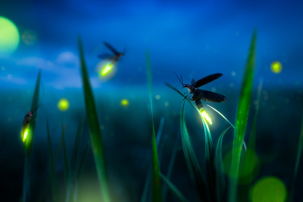 Fireflies need dark nights for their summer light shows—here's how you ...