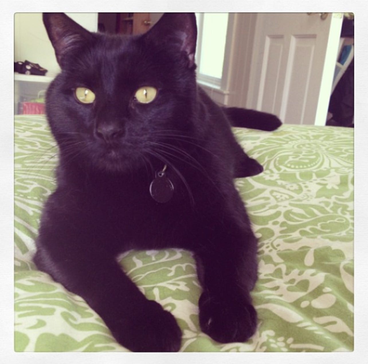 Ellum, a black cat with bright green eyes looking just past the camera, longingly