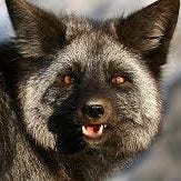 Musings of a Silver Fox