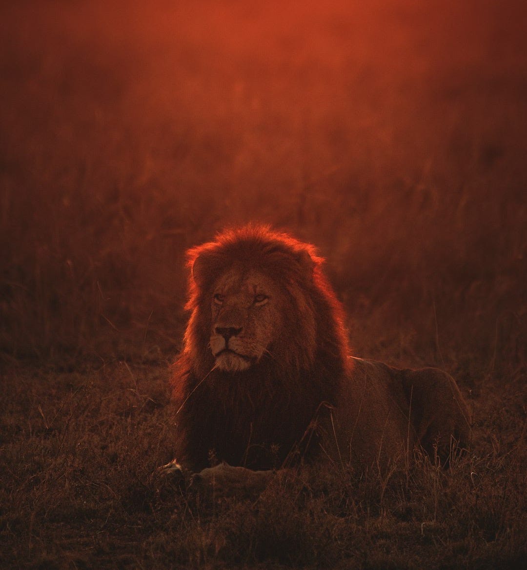 lion on green grass during golden hour