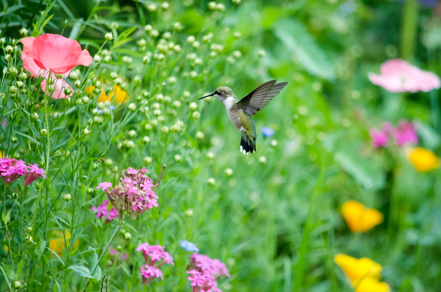 A female Ruby-throated Hummingbird hovers in front of a wildflower field, overflowing with pink Catchfly, pink Poppies, orange California poppies, and blue Flax.