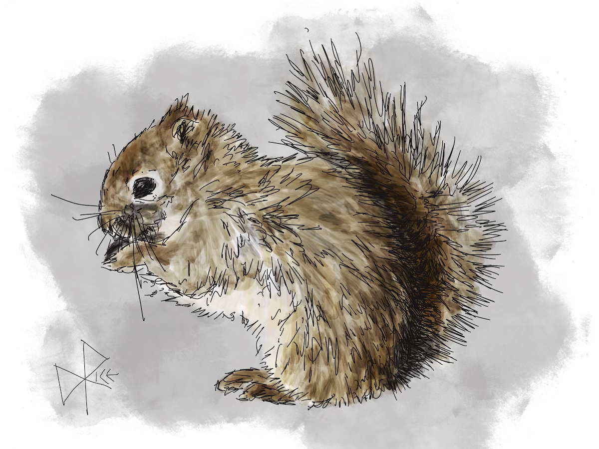 A North American red squirrel happily munching away on a sunflower seed that was found on the ground below a bird feeder. Sketch art by Don Rice.