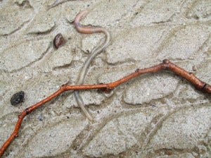 worm rescue