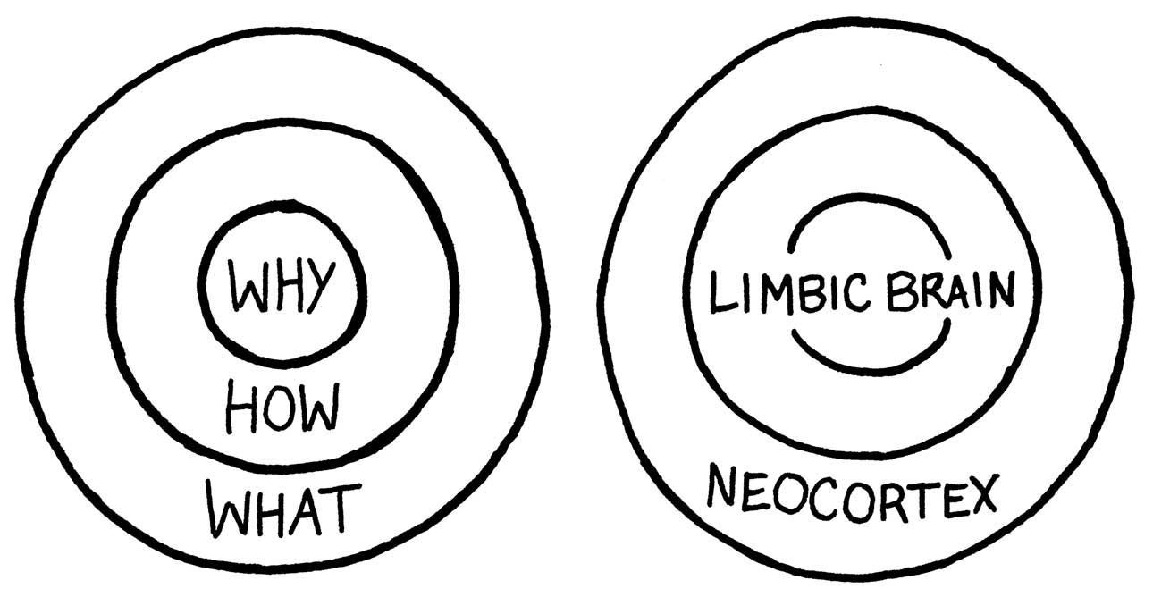 Understanding Your Brain: Connecting “The Golden Circle ...