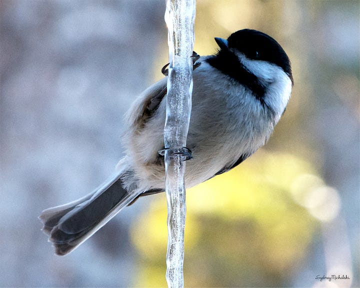 A gallery of two images features Black-capped Chickadees perching on icicles, one drinking from the tip.