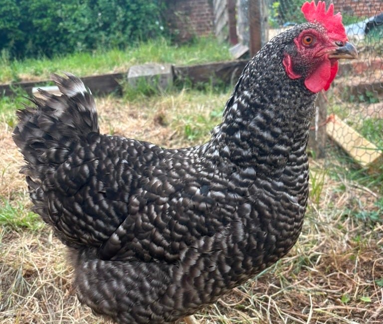 The Nature of Chickens
