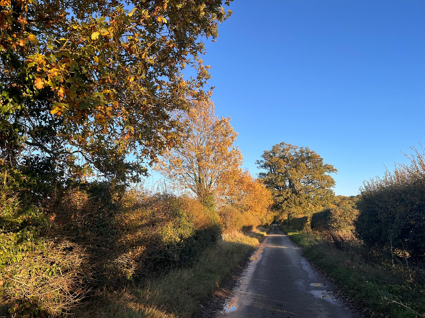 Autumn colours on trees in a country lane