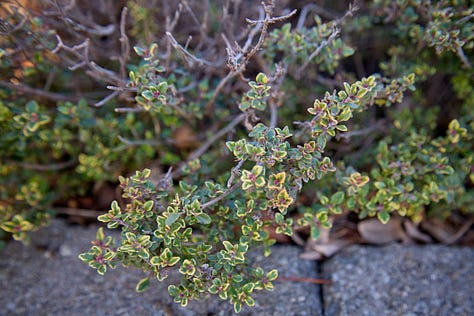 various varieties of thyme plants, coming up in the garden in the spring
