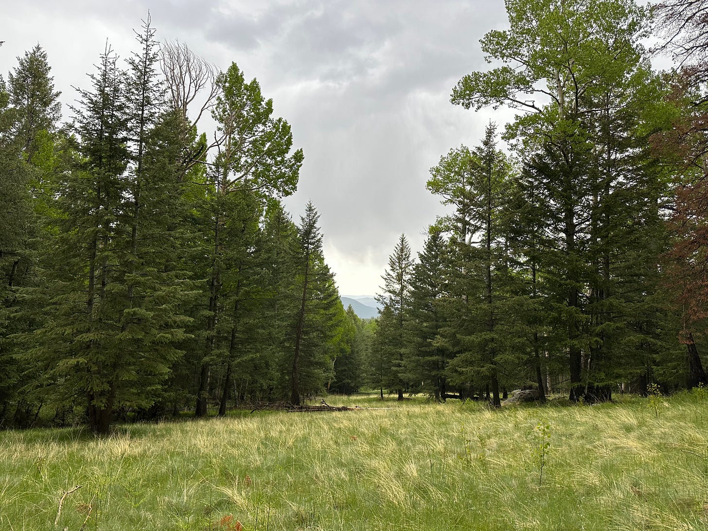 Rainy day on the Kachina Trail