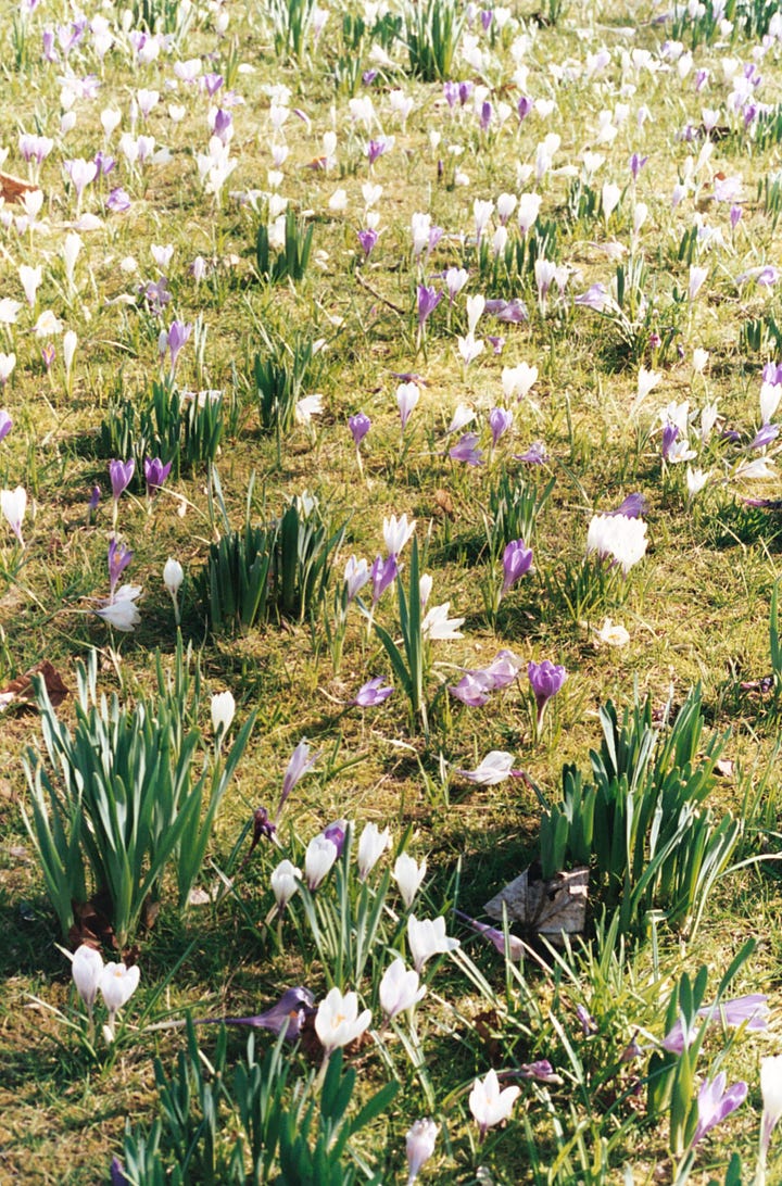 Image 1: A film photo of The Meadows in Edinburgh, with cherry blossom trees in full bloom. / Image 2: A film photo from the Botanic Gardens, showing white and purple crocuses blooming on the grass.