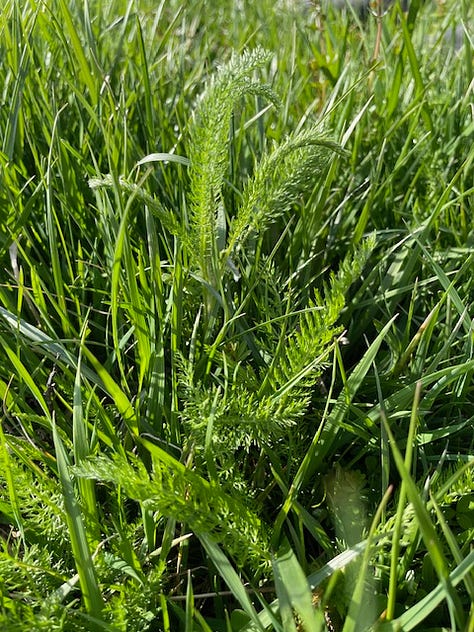 1 pineapple weed, left, 2 yarrow, middle, and 3 poison hemlock, right