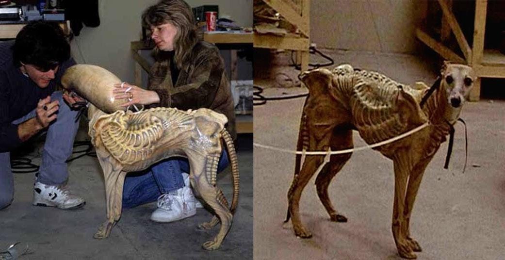 This Whippet was originally planned to star as the Xenomorph for a ...