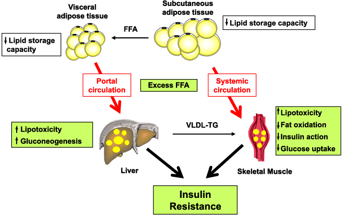 do glp 1 reduce visceral fat I Used a GLP-1. I'm a Weight-Loss Surgeon. Let's Talk
