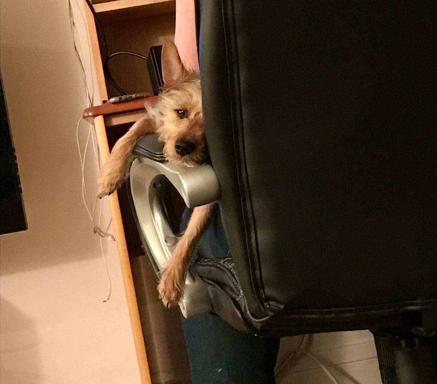 A tan and black terrier smooshed onto the arm of a desk chair