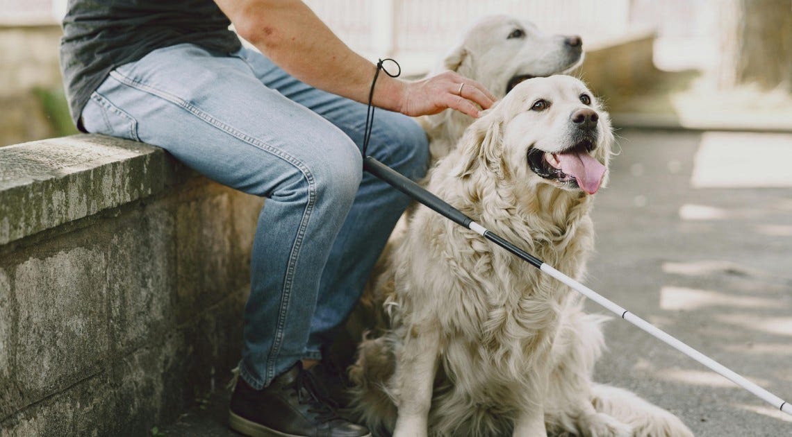 Two guide dogs sitting in front of a man who is sitting on a low wall. You cannot see above the man's waist.