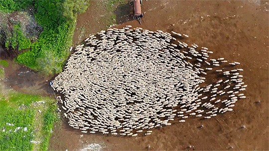 Title can be empty — Aerial Sheep Flow