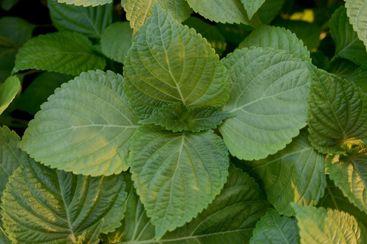 38n kkaennip korean shiso plants