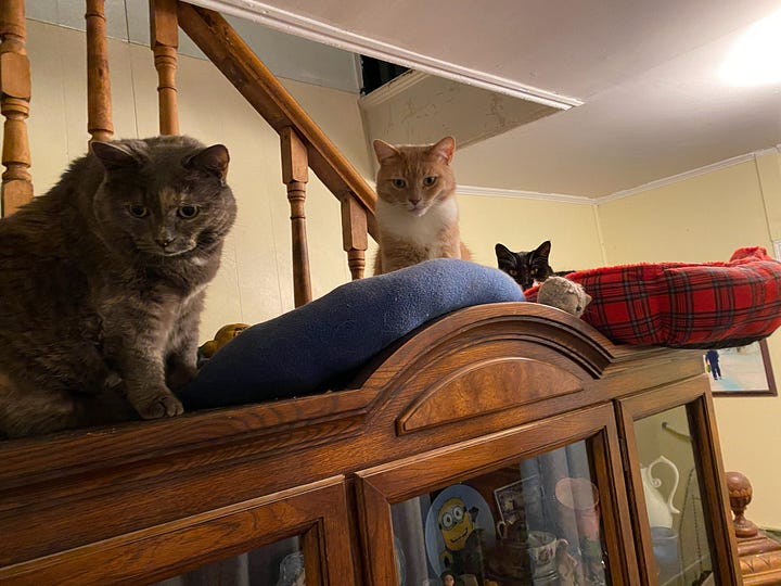 Four pictures of multiple cats. A grey dilute tortoiseshell is in all four pictures.