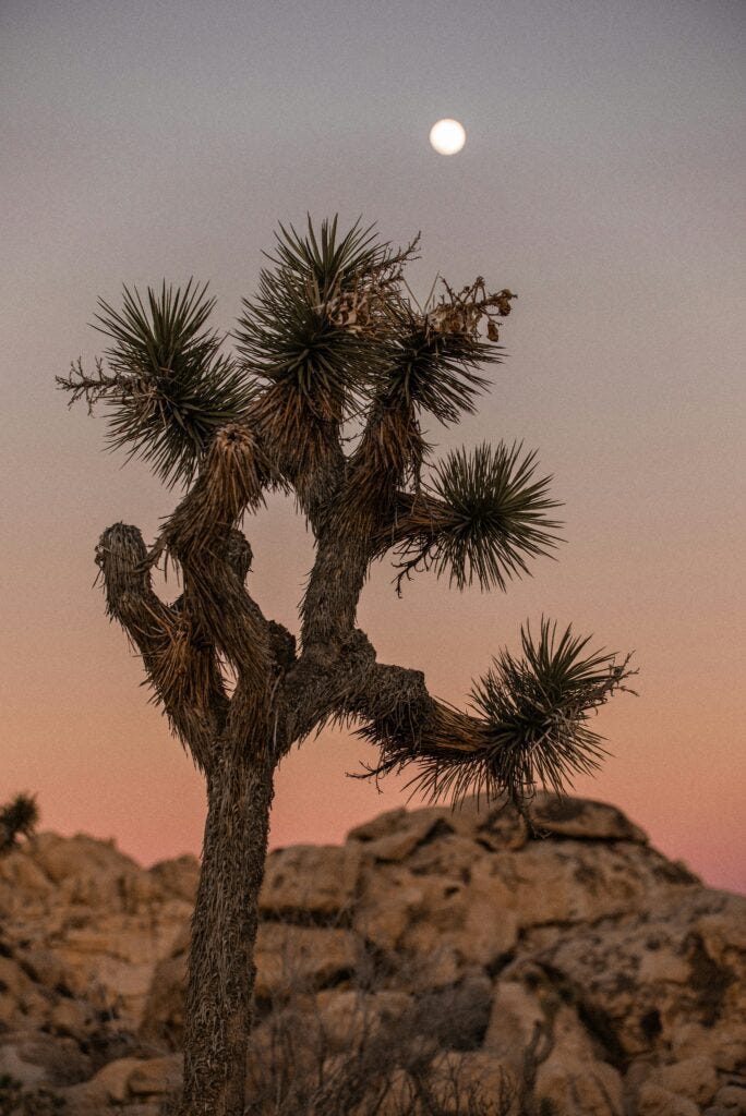 Assisted migration may help Joshua trees avoid extinction.