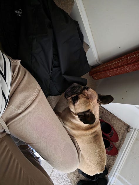A selection of images from the last week of Leffe my pet Frenchie and Wingman