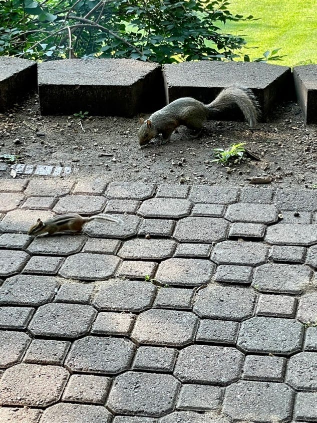 A squirrel on a brick path

Description automatically generated
