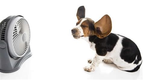 Small black-and-white dog sits beside a fan, ears blown back by the airflow on a white background. Small black-and-white dog sits beside a fan, ears blown back by the airflow on a white background.