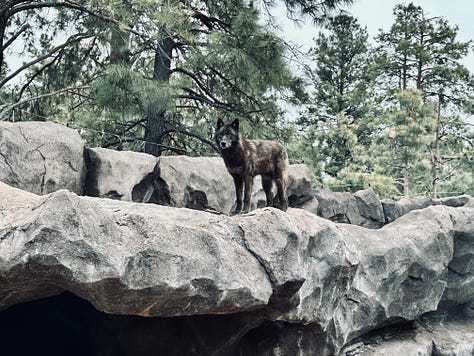 trail. wolves, reindeer, bison, bears