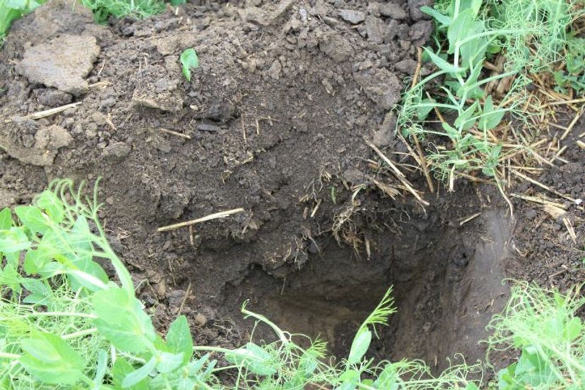 Soil in no-till pea field