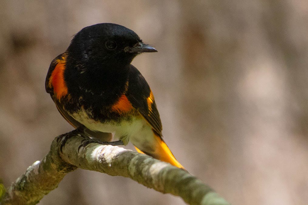 A beautiful bird with a mostly black body, white belly, and bright red-orange patches by his wings and orange on his tail.