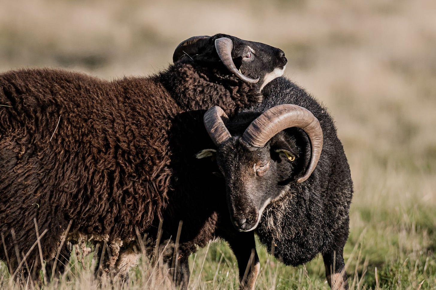 The Badger-Faced Boys - The Playful Tricksters The Badger-Faced Boys - The Playful Tricksters