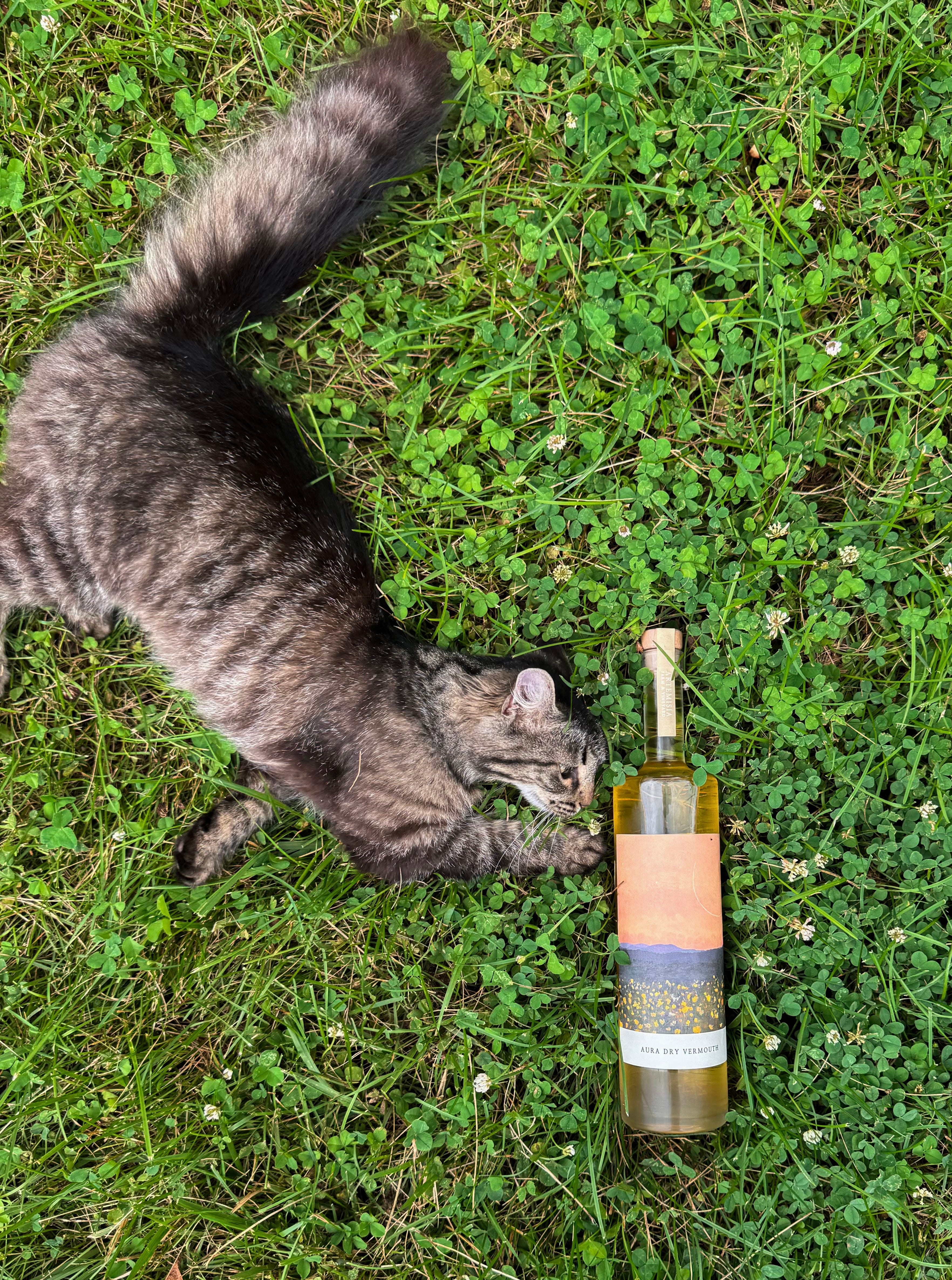do cigarettes contain cat absolute Wait till people realize what civet actually is , #funnyclips #reelsviral #allbaymusic | All Bay Music Magazine July Newsletter: Mathematics and Spiritual