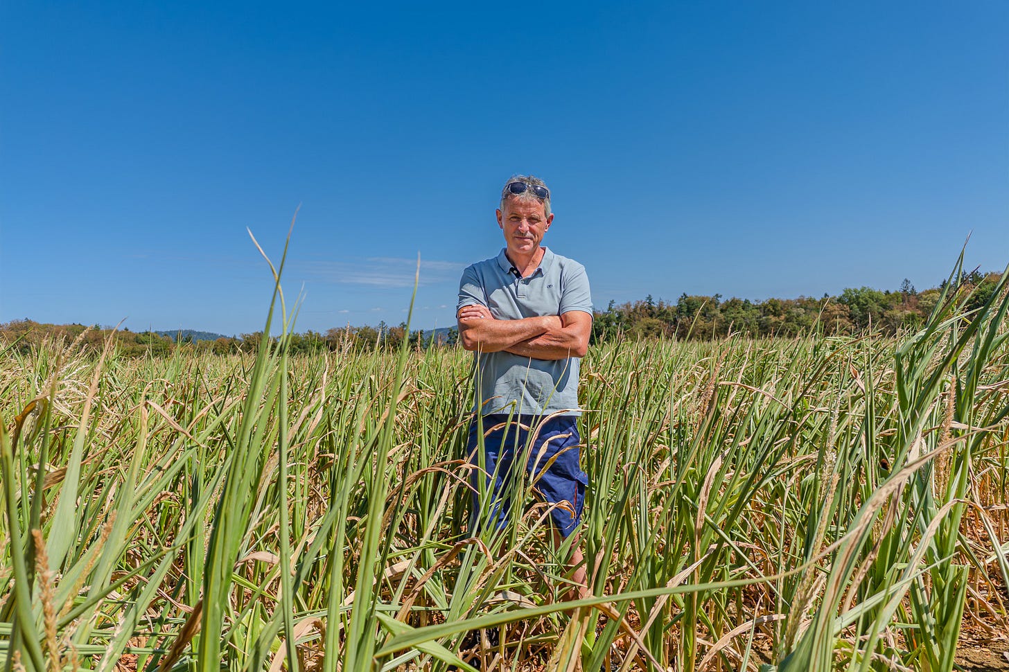 Landwirt Bruno Zumbrunn steht mit verschränkten Armen in einem von Trockenheit gezeichneten Maisfeld. Viele Maispflanzen zeigen bereits braune, vertrocknete Blätter, während andere noch grün sind. Über dem Feld spannt sich ein wolkenloser blauer Himmel; im Hintergrund verläuft ein bewaldeter Hügelzug.