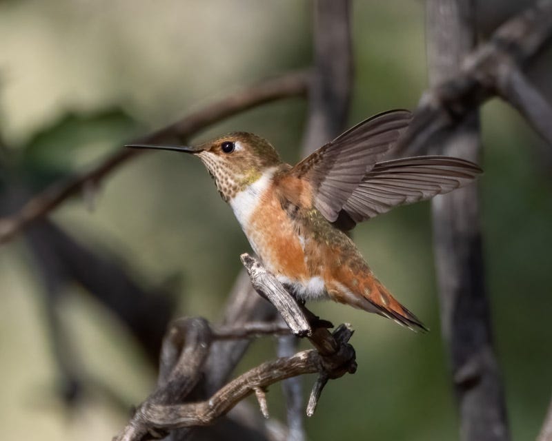 20250813-AshCanyon-43-Edit.jpg 20250813-AshCanyon-43-Edit.jpg