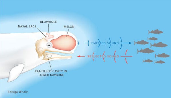 Science News | What is Echolocation? | Tech Hydra