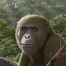 Primatology.net