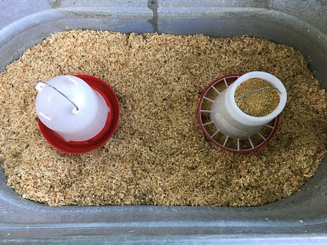 hicks on dock at USPO, brooder setup, chicks installation