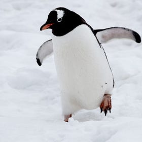 Be the first penguin 🐧