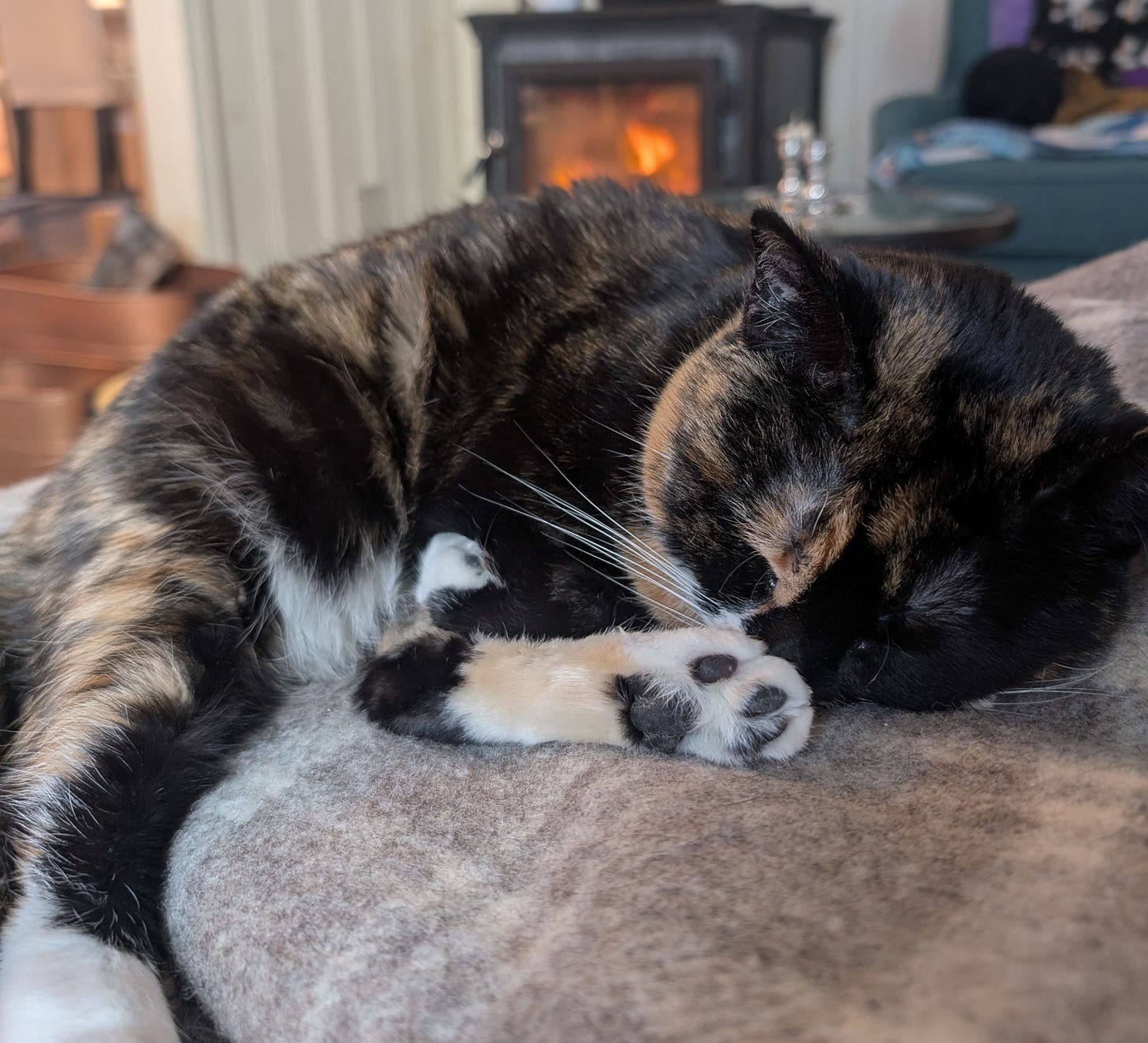 a tortoiseshell cat curled up and asleep in front of a blazing woodstove 