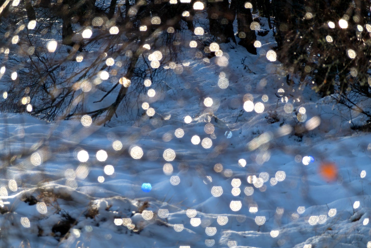 Birch now dark against the white but backlit with countless tiny baubles Birch now dark against the white but backlit with countless tiny baubles