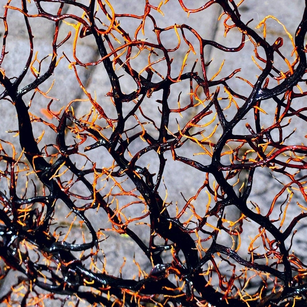 brown tree branch during daytime