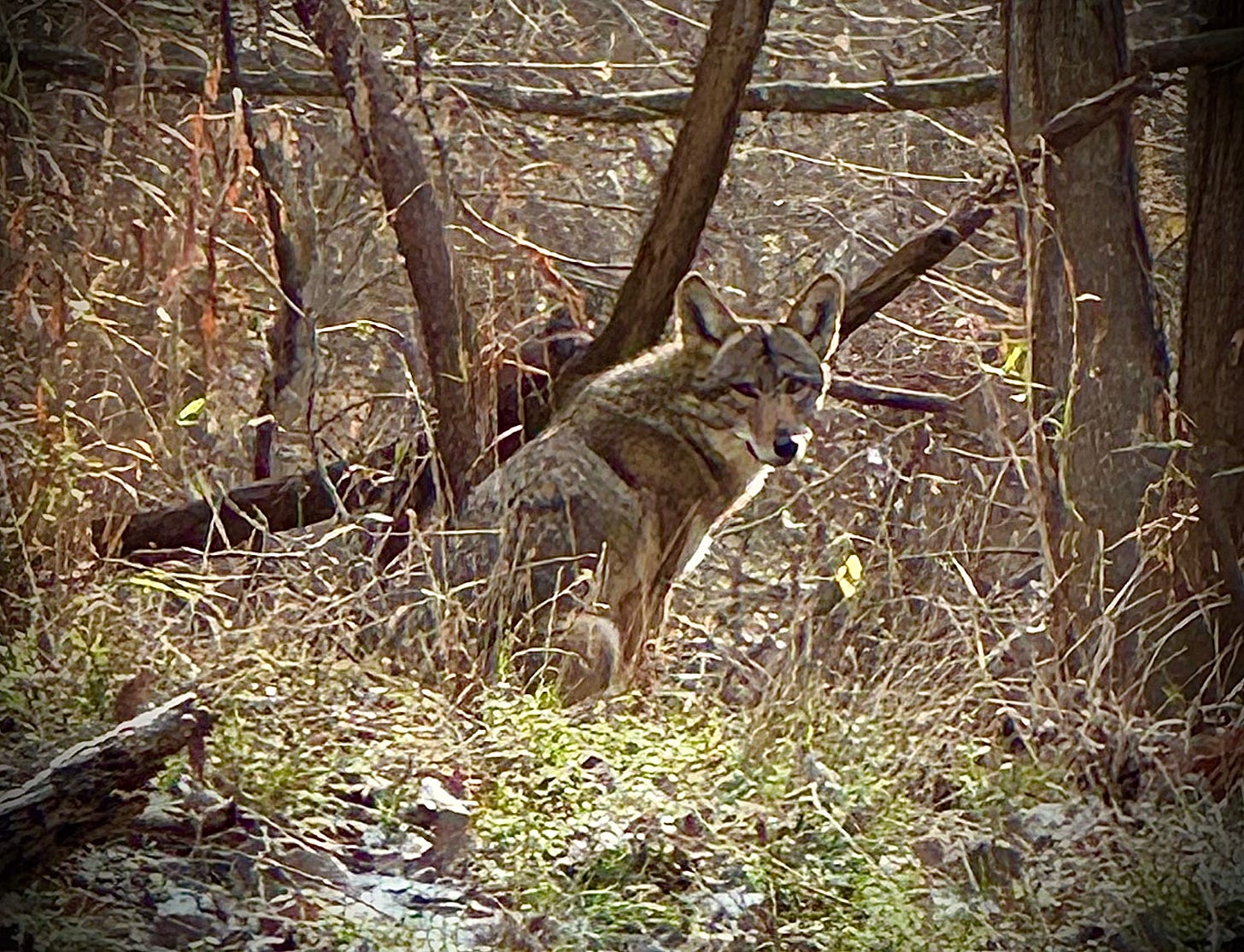 Seated coyote staring back