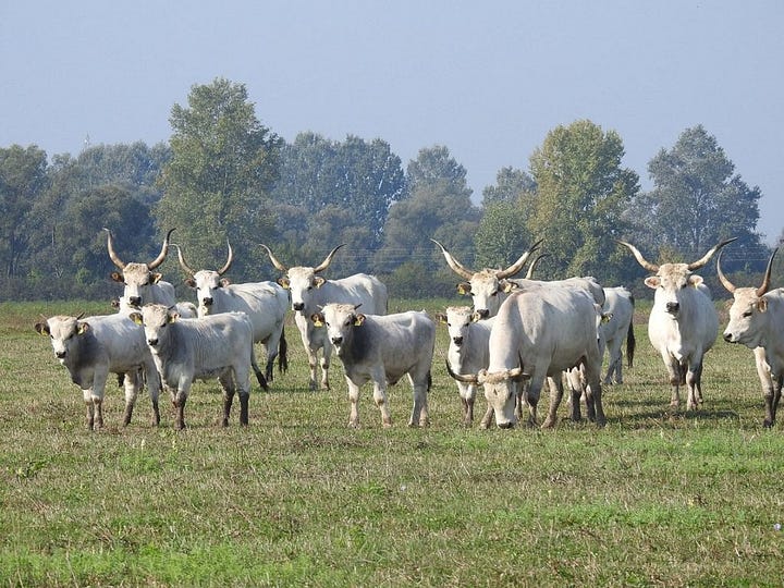 Pictures of horses and cattle grazing in Lonjsko Polje Nature Park.