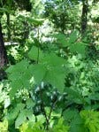 weeds 2 weeds 2