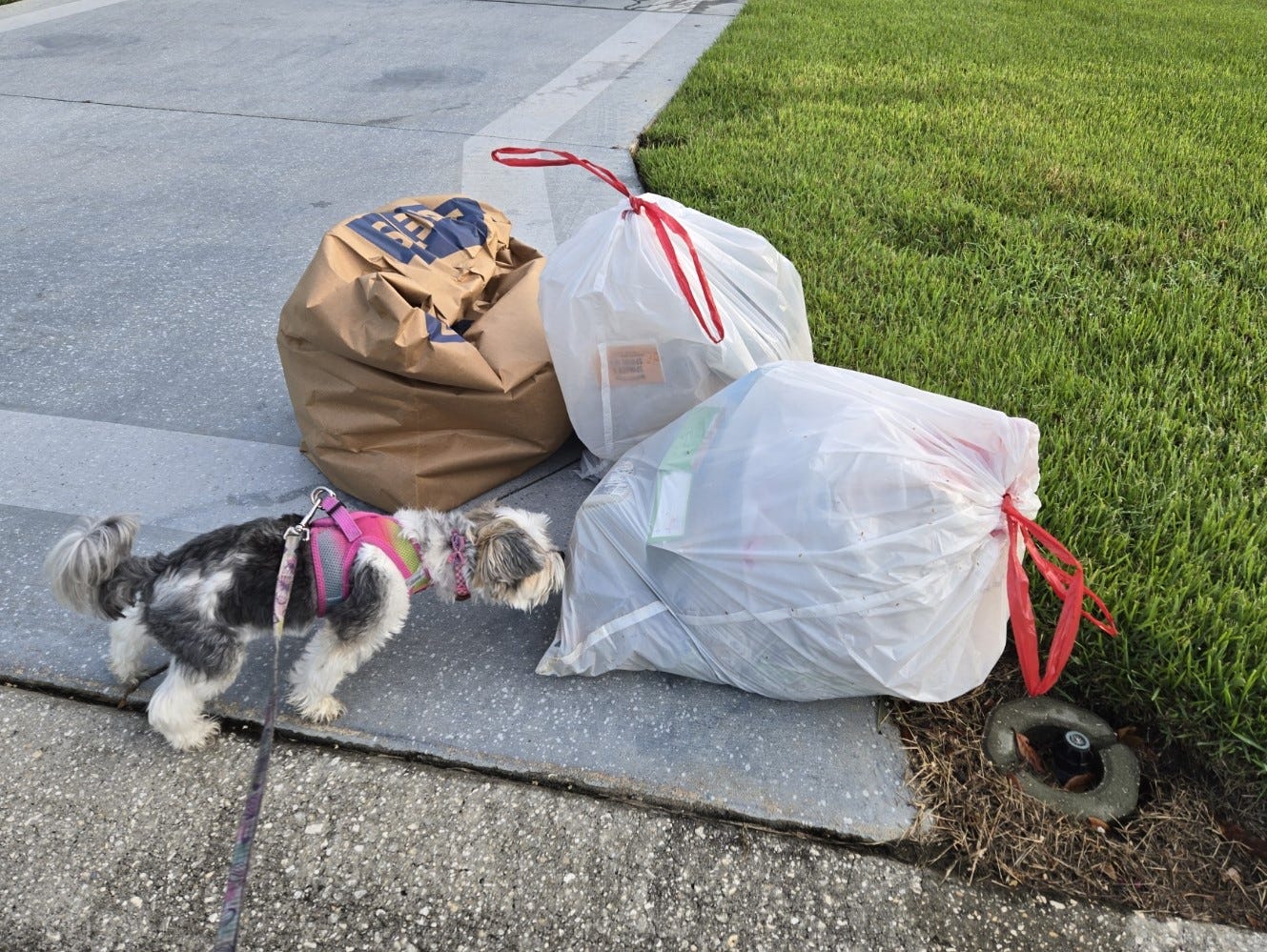 Dog sniffing curbside garbage bags