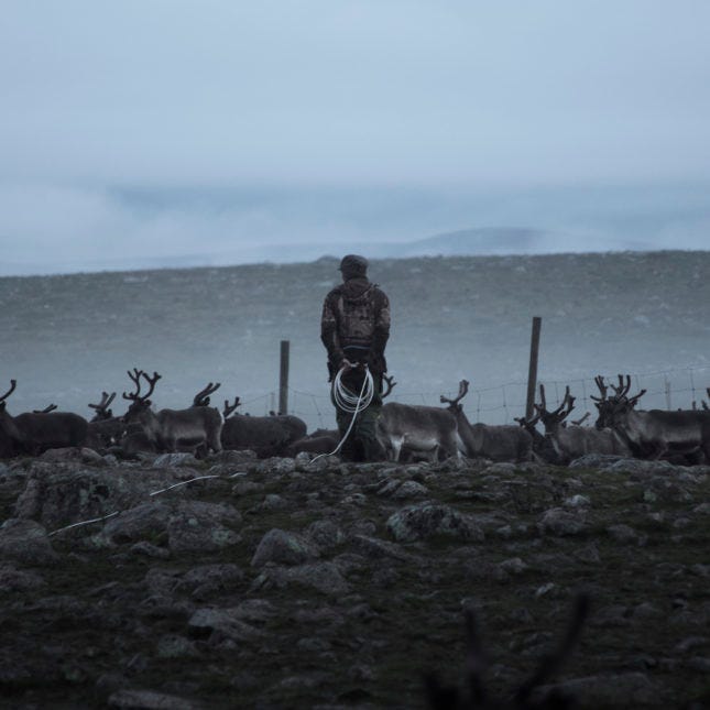 Man herding reindeer in Sweden Man herding reindeer in Sweden