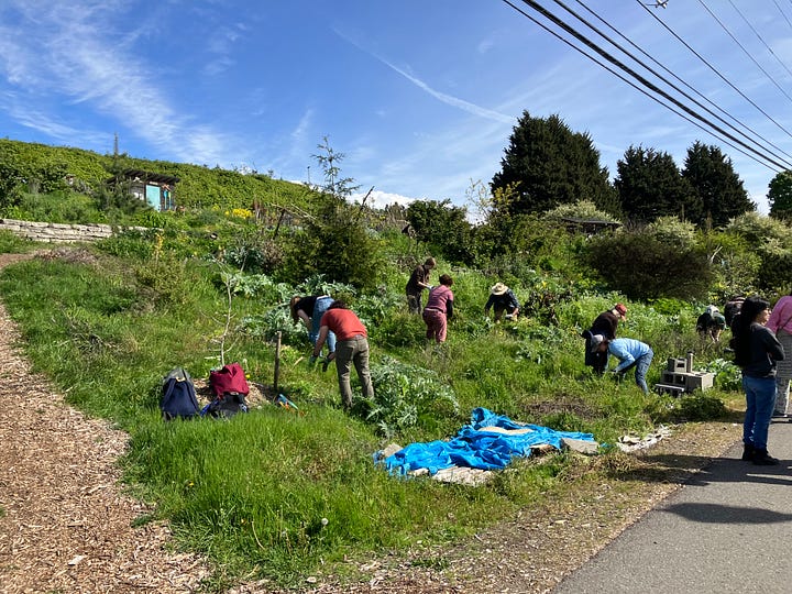 Gleaners learning and volunteering at the food forest