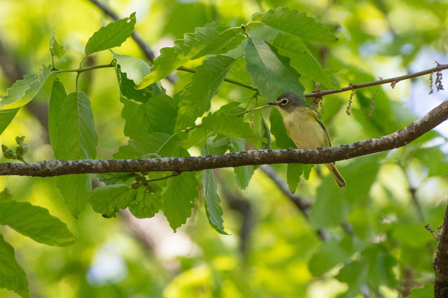 A picture of a small bird with a blue-gray head, mostly white body, and a white ring around a dark eye, perched on a slender tree branch, with bright green leaves all around and the green gold of sunlit leaves in the background