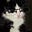 Avatar de クマ